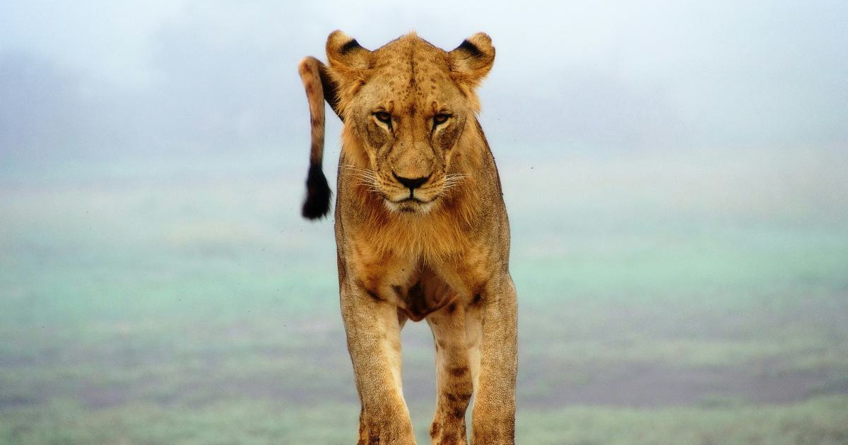 Long-Tail Keyword Opportunity