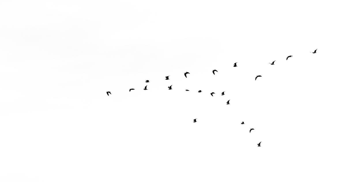 Animated Line Graph