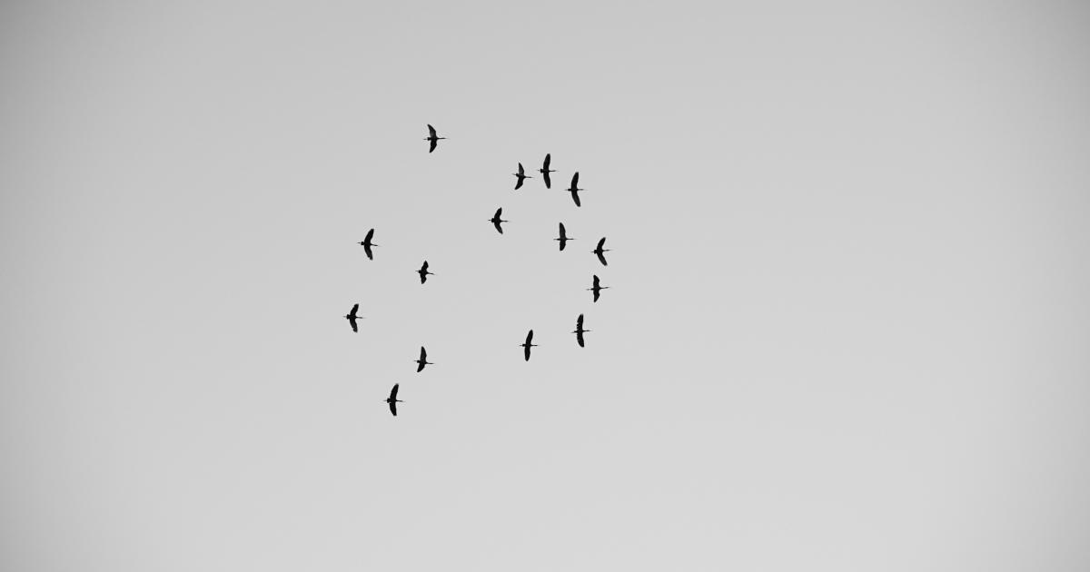 Animated Scatter Plot