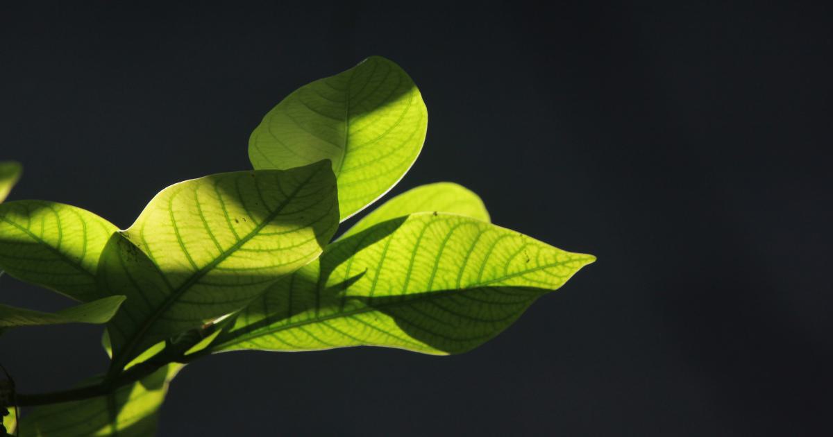 Long-Term Sustainability Example