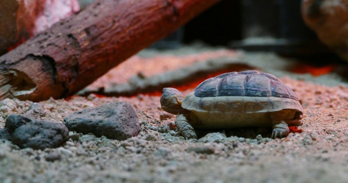 Infographic Showing 27% Revenue Drain by Slow Crawlers