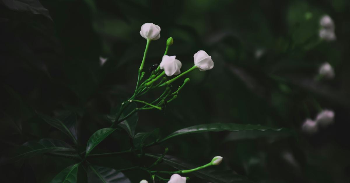 Implement Evergreen Internal Links