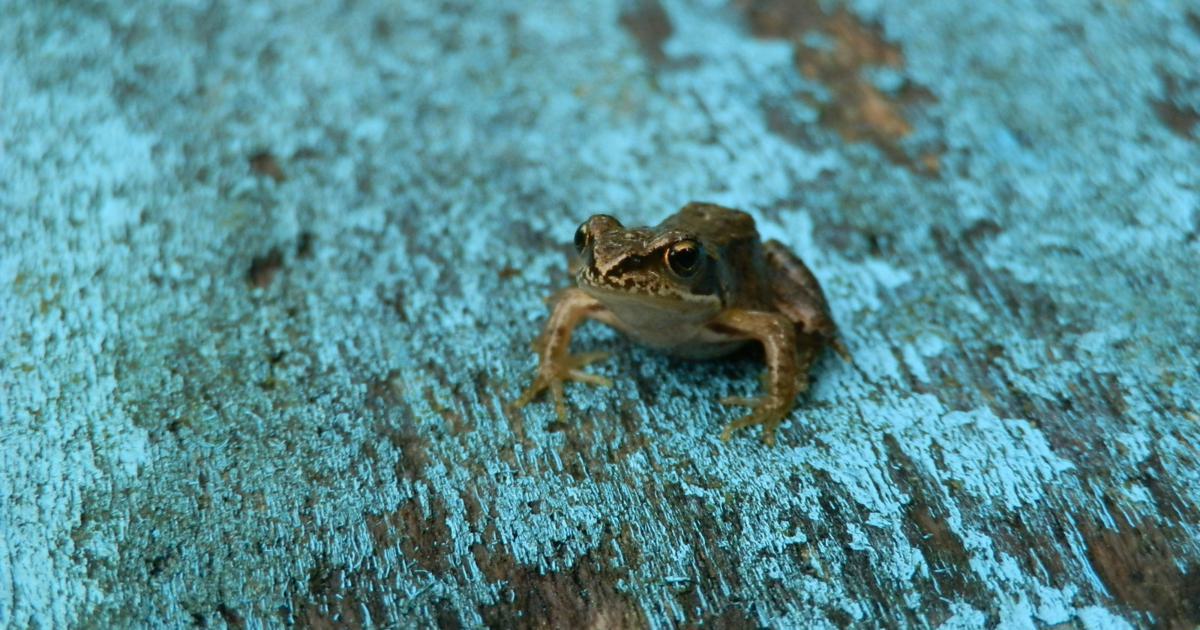 Screaming Frog SEO Spider